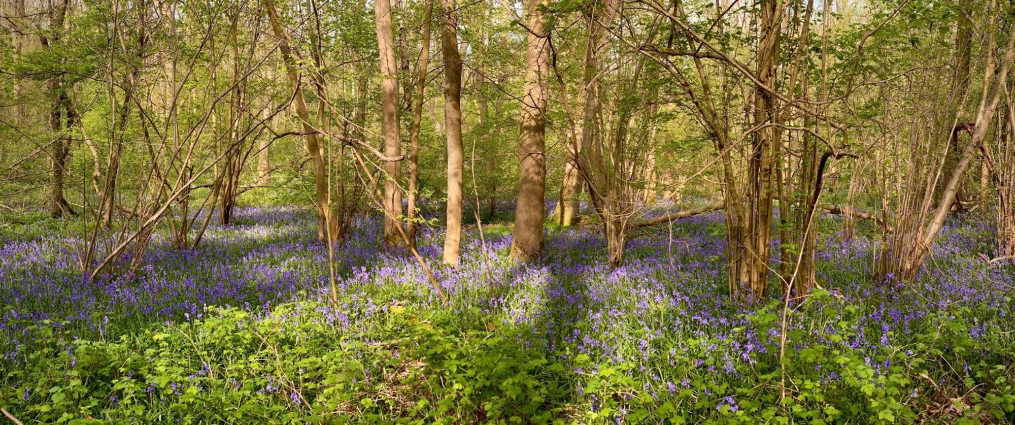 Bluebell Annexe Villa Little Grandsen Kültér fotó